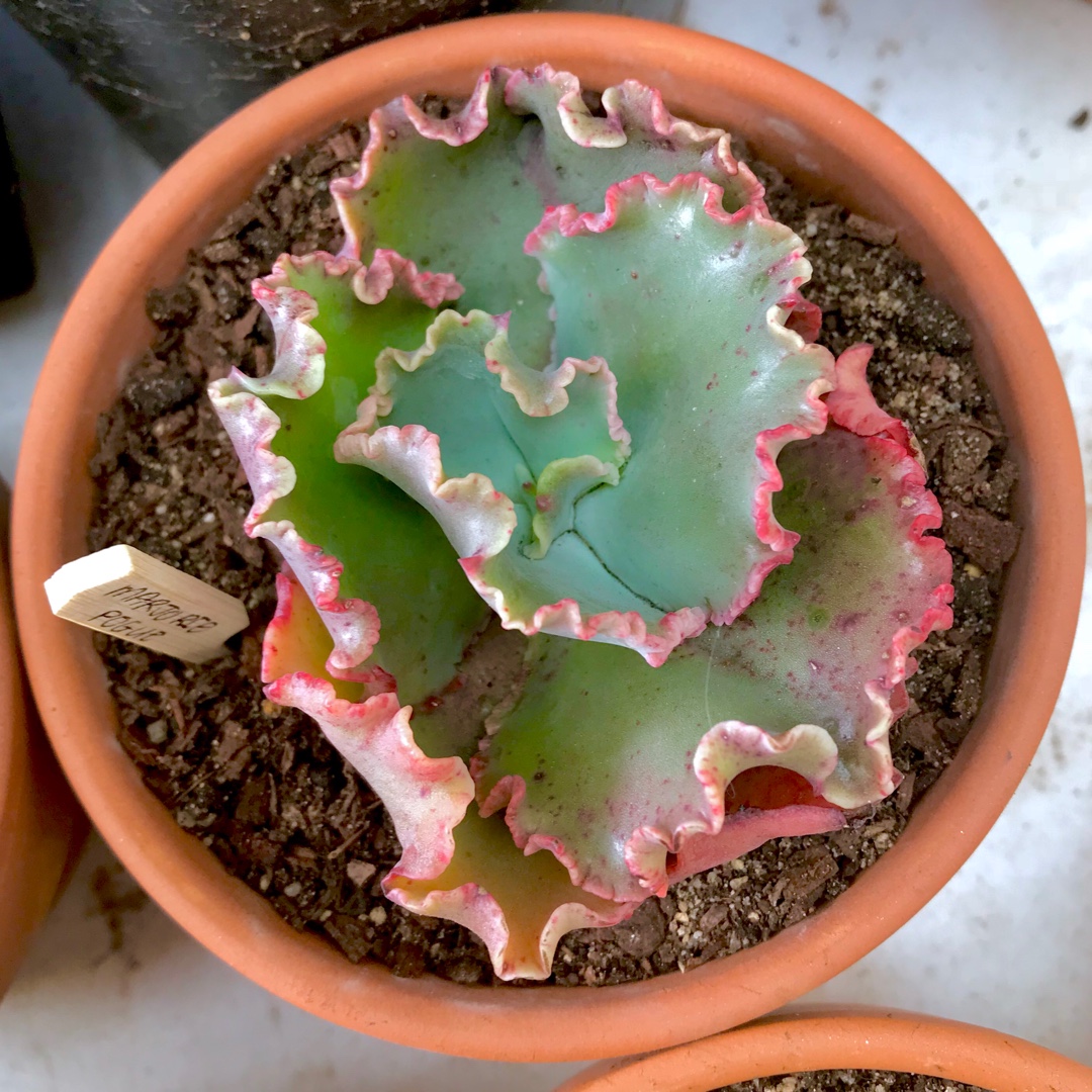 Echeveria Marjorie Pouge in the GardenTags plant encyclopedia