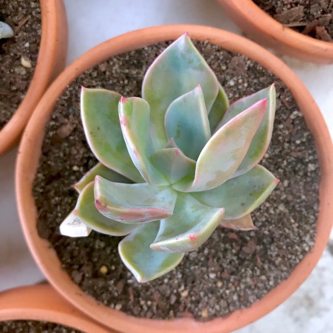 Graptoveria First Love in the GardenTags plant encyclopedia