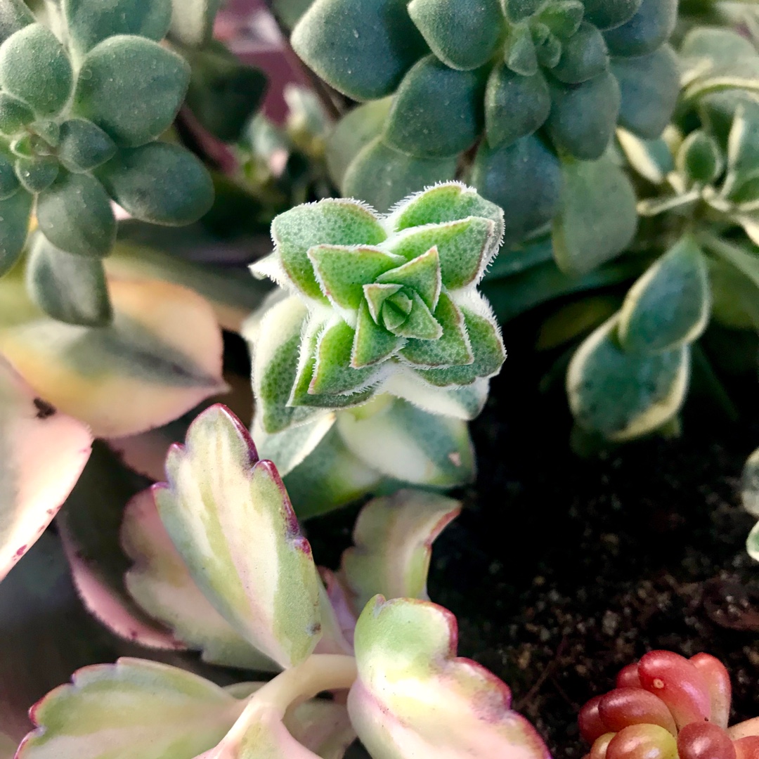 Crassula Perforata Variegata Southern Cross in the GardenTags plant encyclopedia