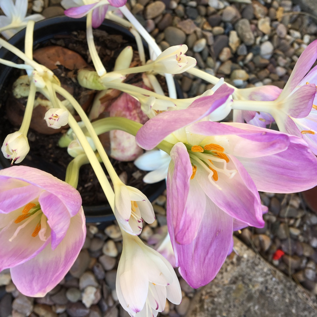 Autumn Meadow Saffron The Giant in the GardenTags plant encyclopedia