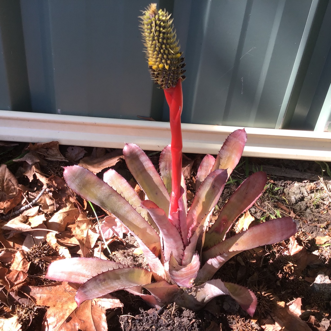 Sun Bromeliad in the GardenTags plant encyclopedia