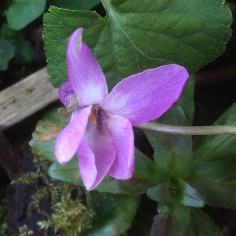 Sweet Violet Orchid Pink in the GardenTags plant encyclopedia