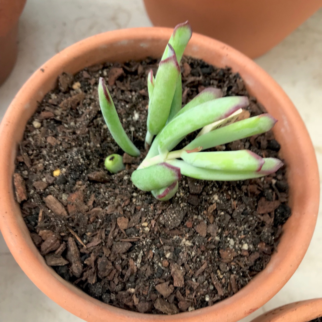 Cotyledon Orbiculata var. Flanaganii in the GardenTags plant encyclopedia