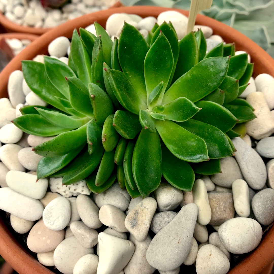 Echeveria Poltava in the GardenTags plant encyclopedia