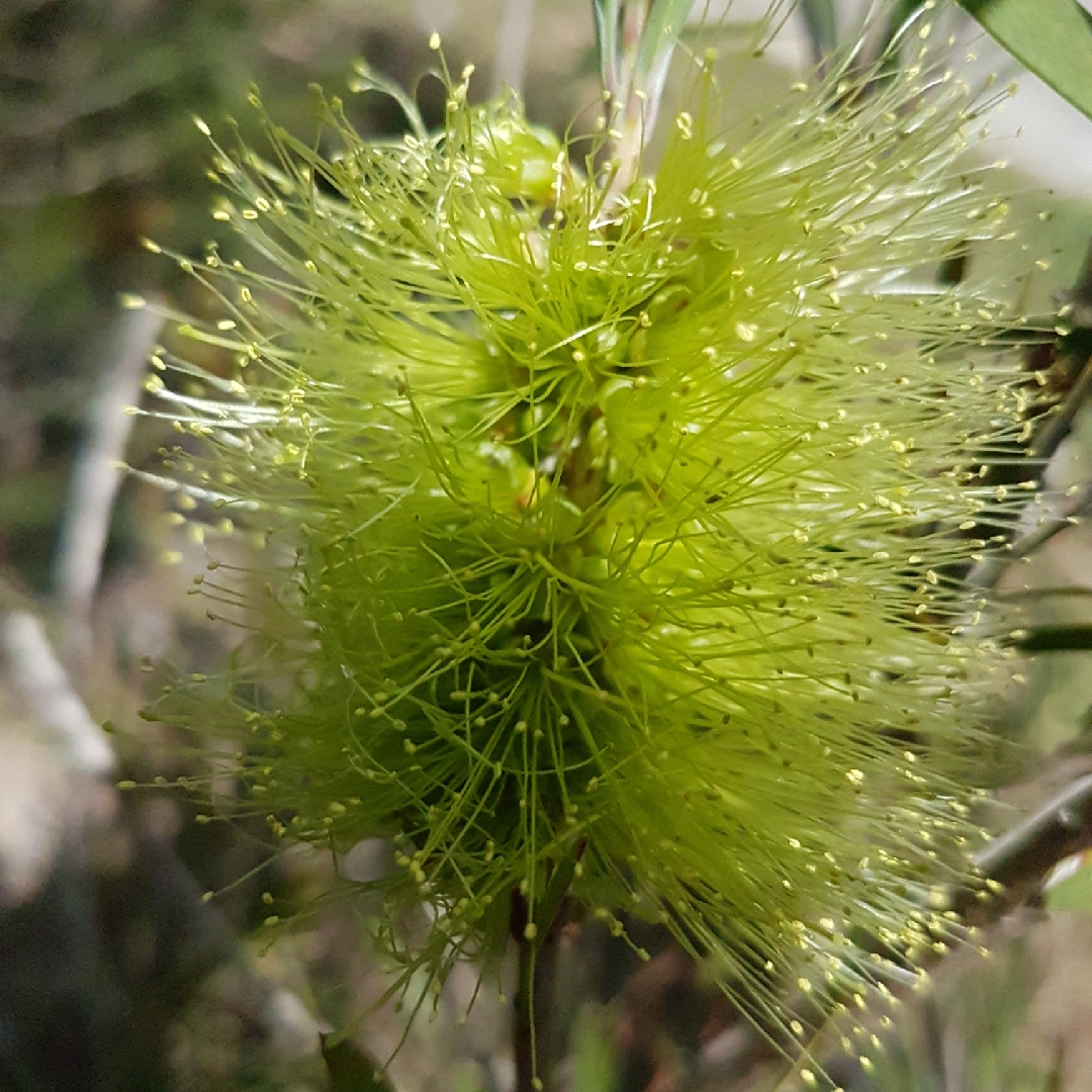 Wallum Bottlebrush in the GardenTags plant encyclopedia