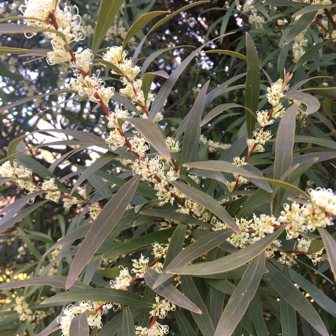 Willow Leaved Hakea in the GardenTags plant encyclopedia