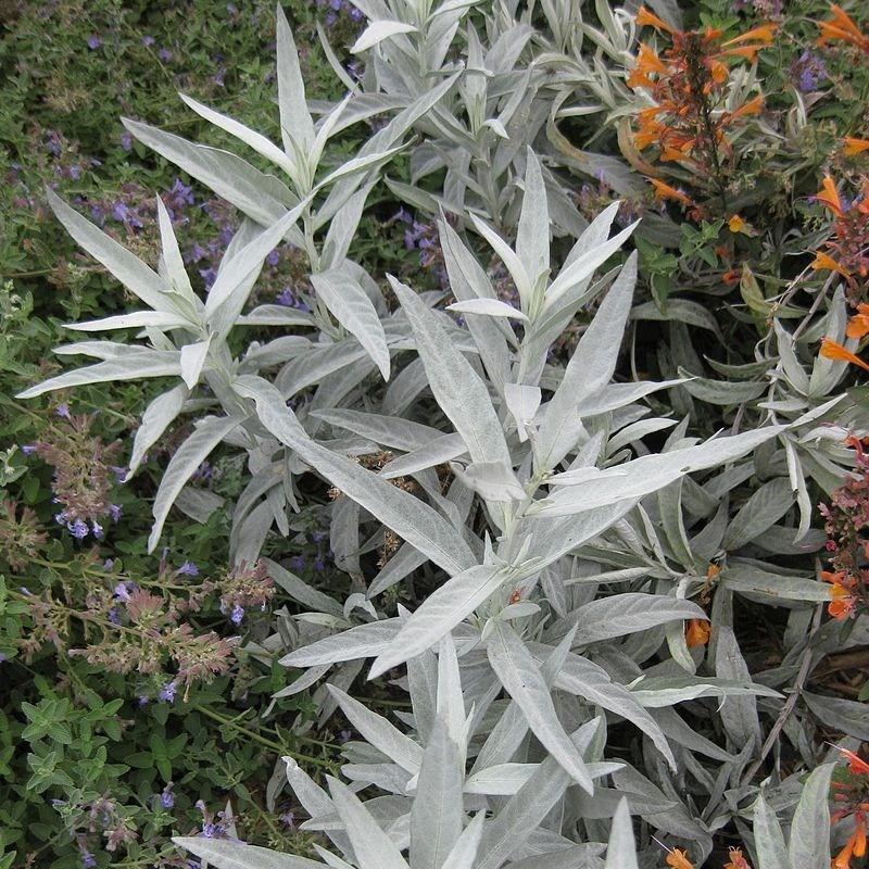 Western Mugwort Valerie Finnis in the GardenTags plant encyclopedia