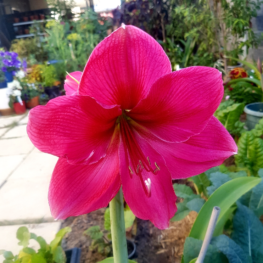 Hippeastrum Milady in the GardenTags plant encyclopedia