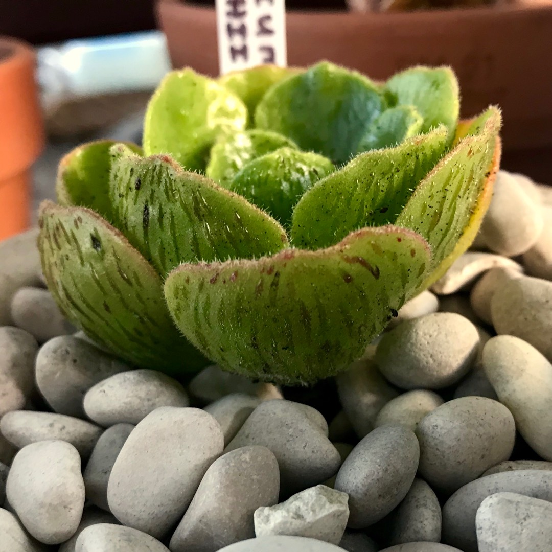 Aeonium Smithii Hybrid in the GardenTags plant encyclopedia