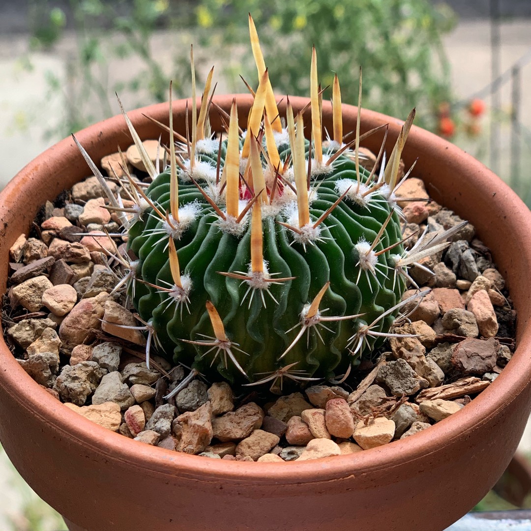 Stenocactus crispatus in the GardenTags plant encyclopedia