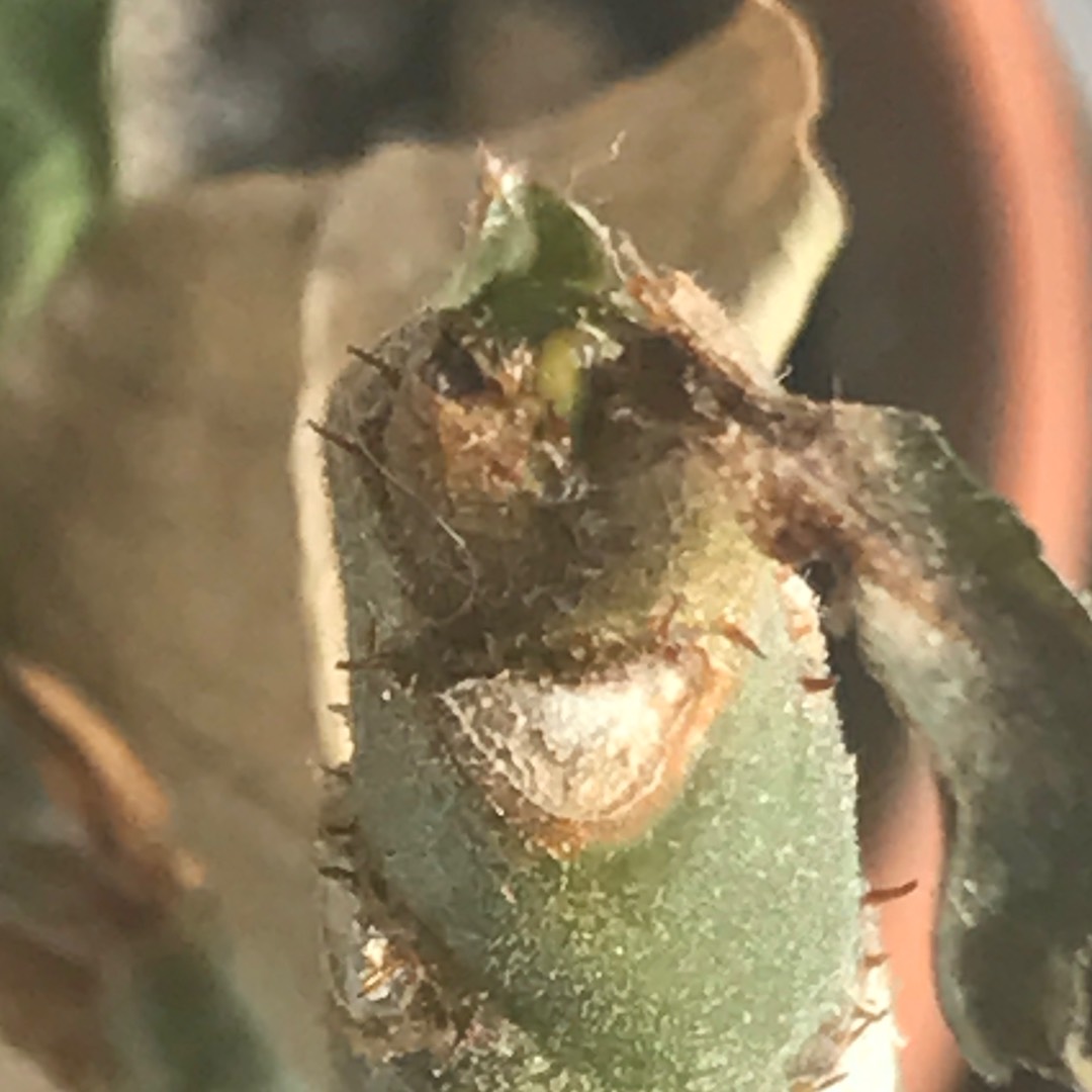 Adenium Obesum Shada in the GardenTags plant encyclopedia