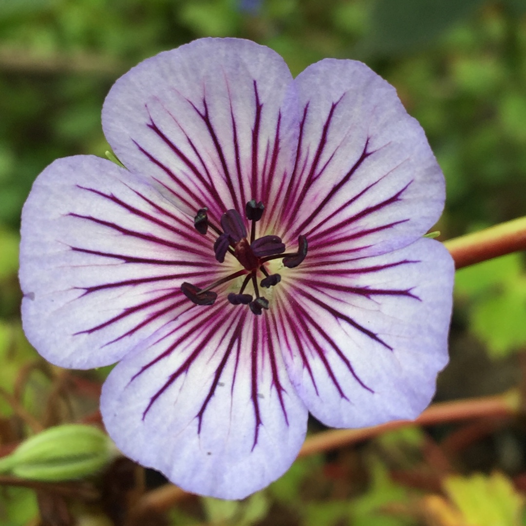 Wallichs Cranesbill Crystal Lake in the GardenTags plant encyclopedia