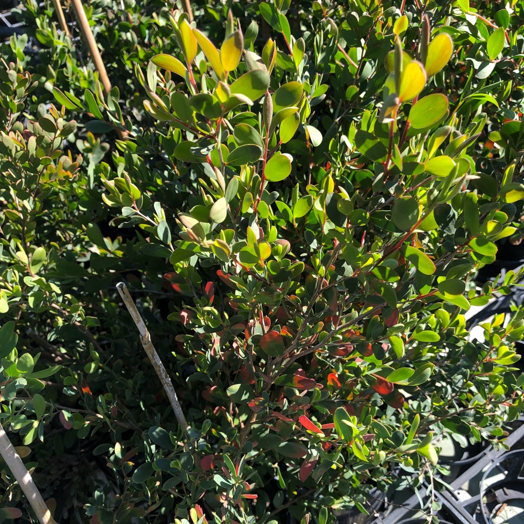 Coastal Tea Tree in the GardenTags plant encyclopedia