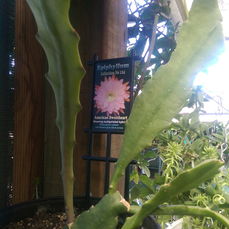 Epiphyllum American Sweetheart in the GardenTags plant encyclopedia