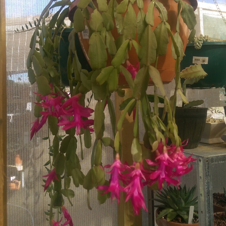 Schlumbergera Bright Pink, Zygocactus 'Bright Pink' in GardenTags plant ...