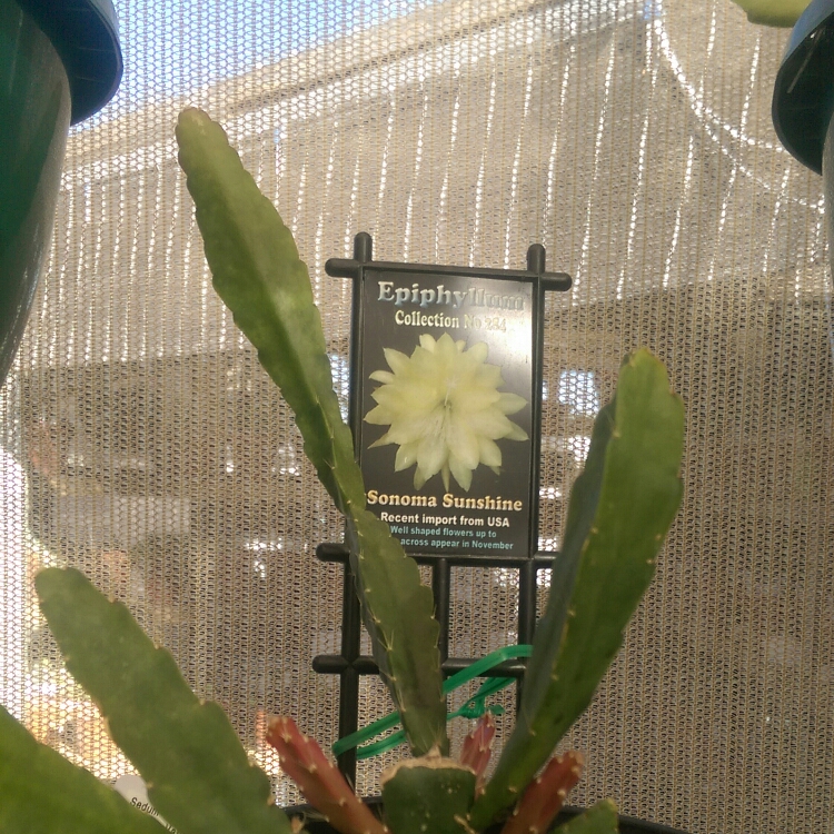 Epiphyllum Sonoma Sunshine in the GardenTags plant encyclopedia