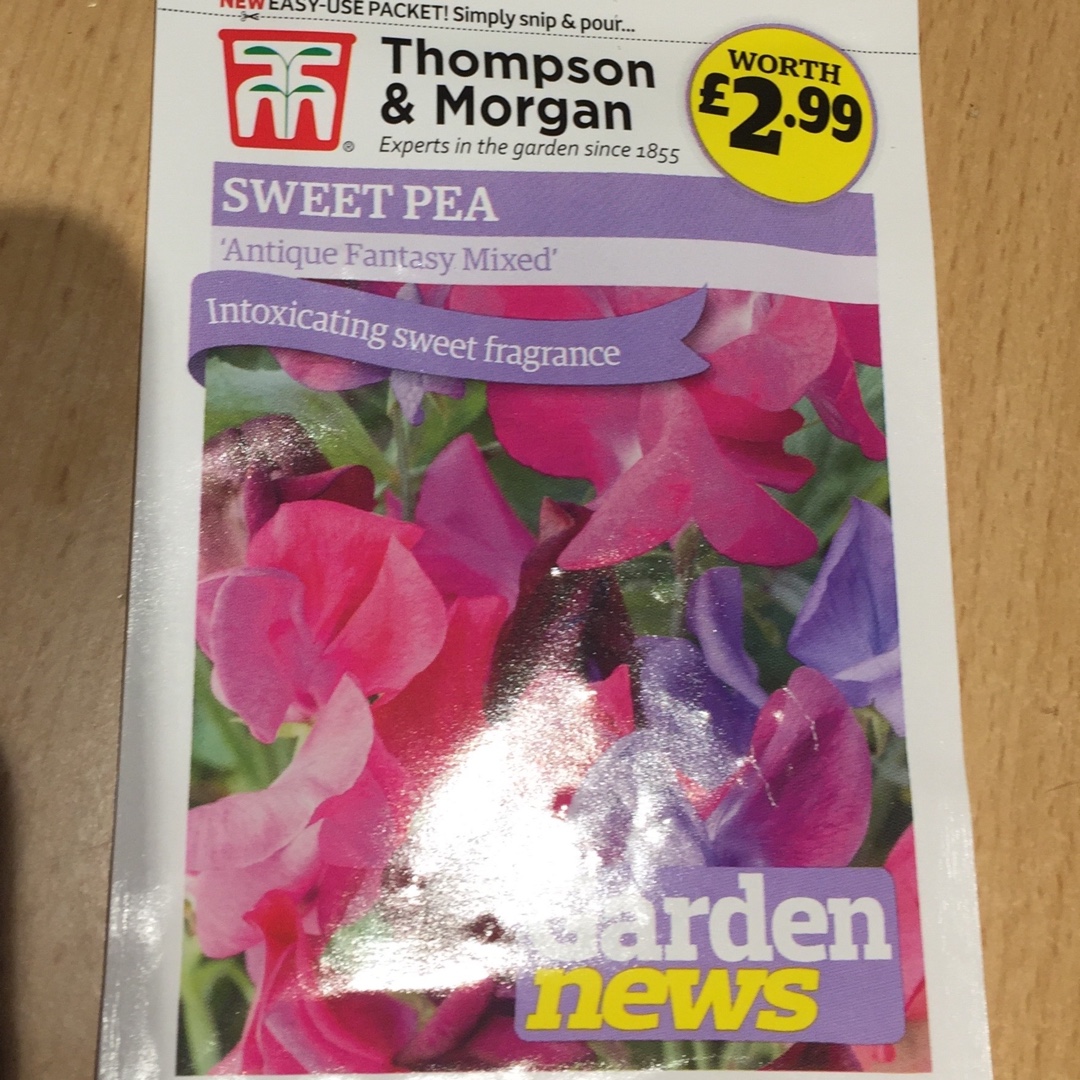 Sweet Pea Antique Fantasy Mixed (Mix) in the GardenTags plant encyclopedia