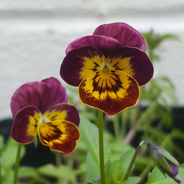 Viola Copperfield in the GardenTags plant encyclopedia