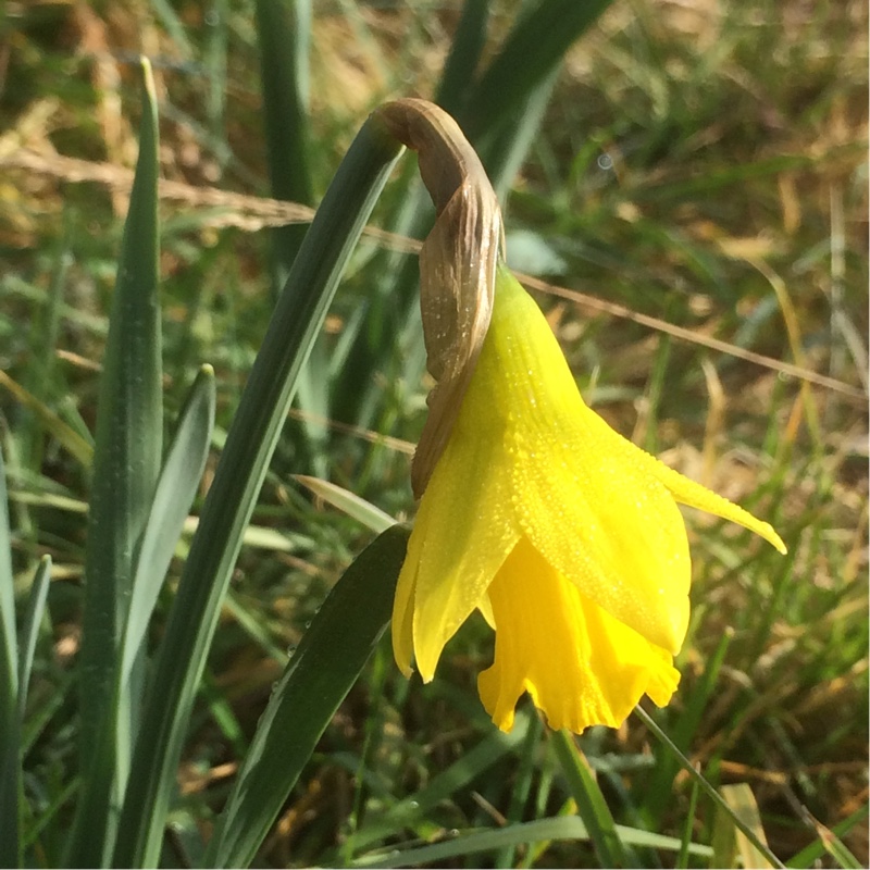 Daffodil (Species) Tenby Daffodil in the GardenTags plant encyclopedia