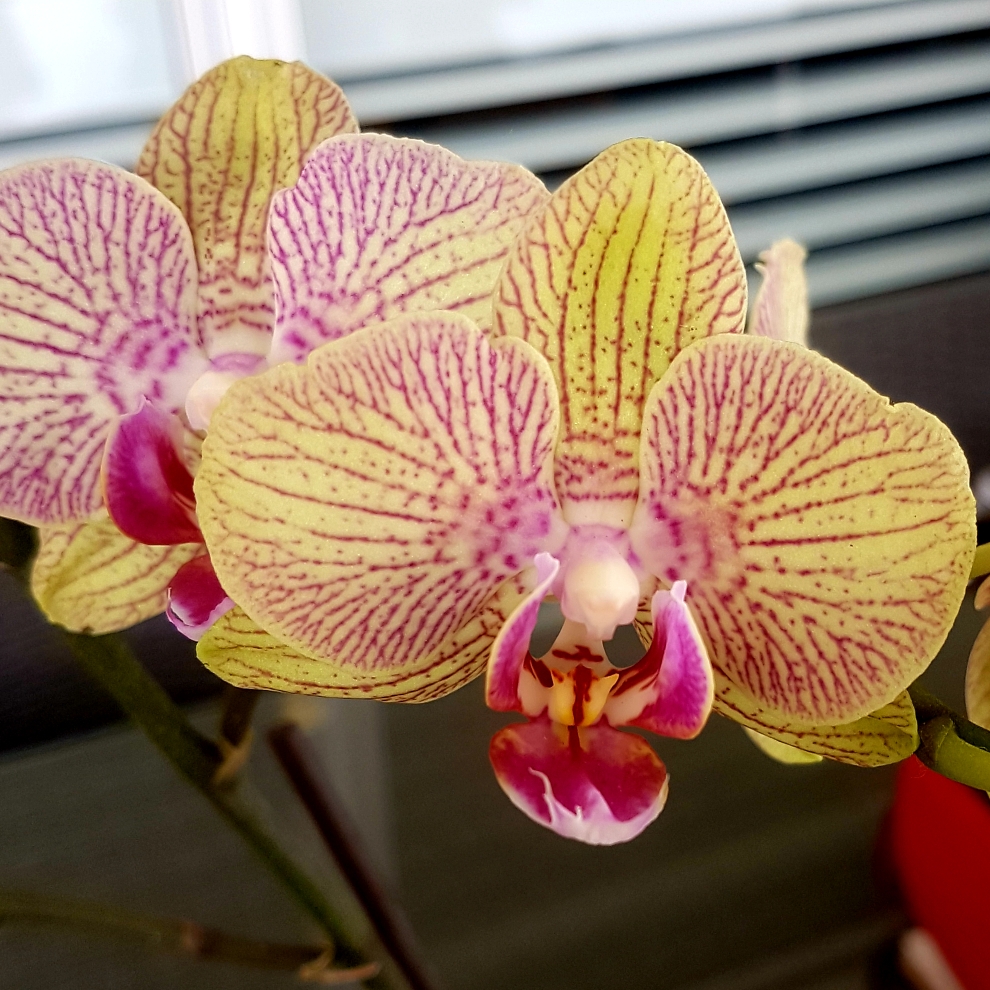 Moth Orchid Jungle Cat Stripes in the GardenTags plant encyclopedia