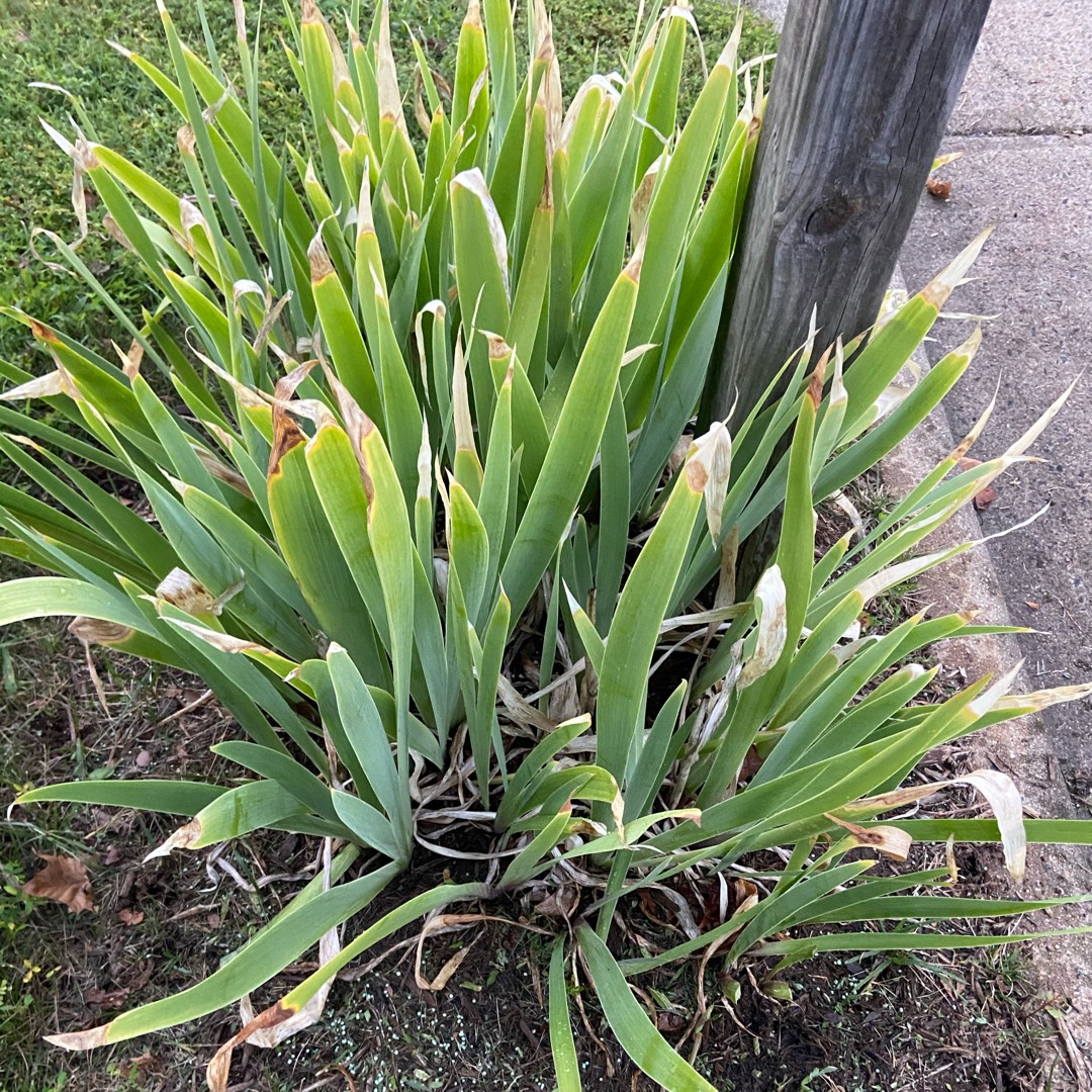 Arilbred Iris Desert Snow in the GardenTags plant encyclopedia