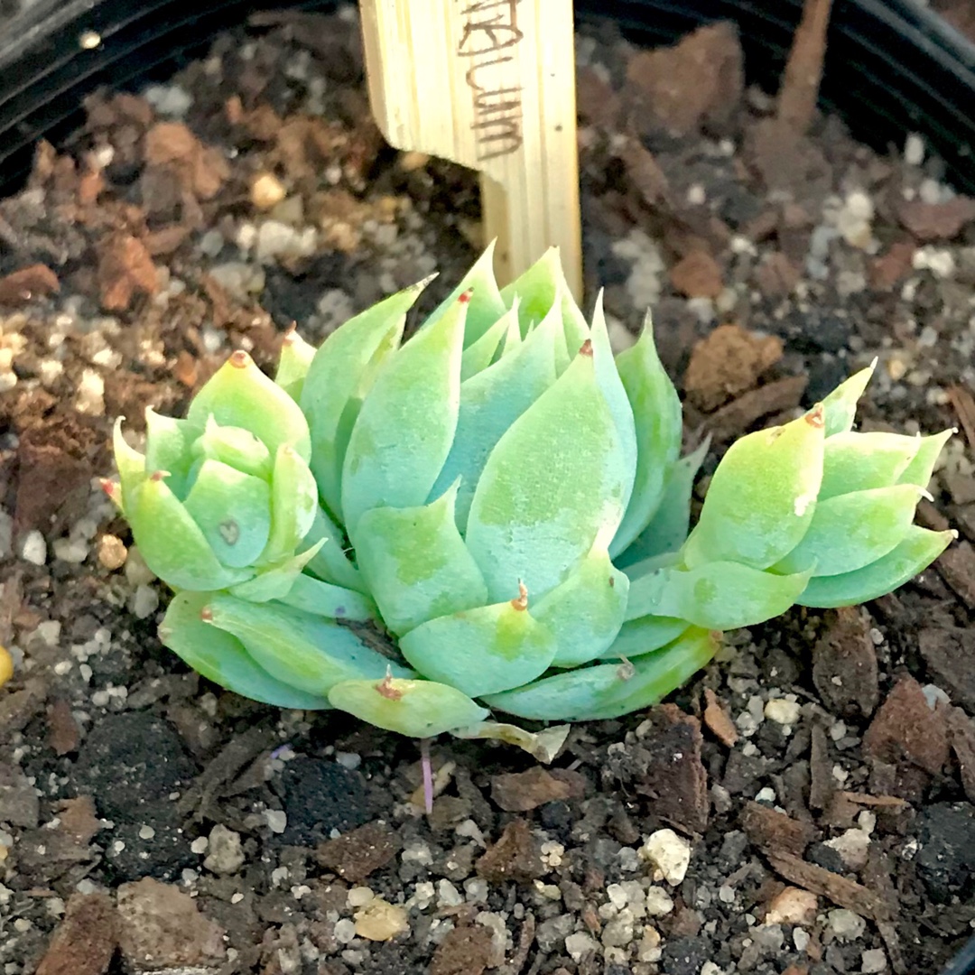 Graptopetalum Macdougallii in the GardenTags plant encyclopedia