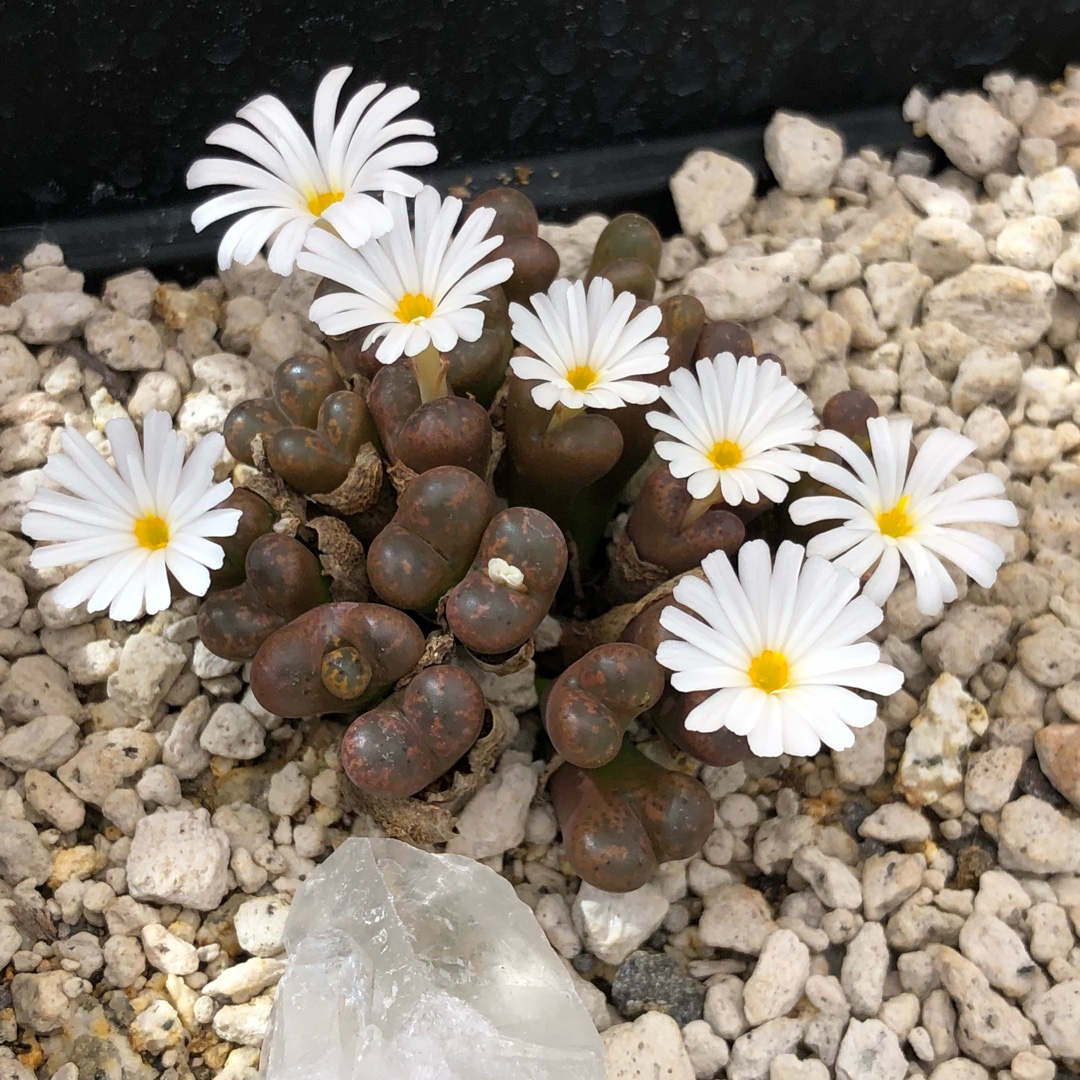 Conophytum Pellucidum in the GardenTags plant encyclopedia