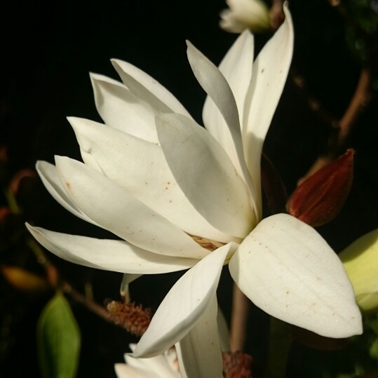 Sweet Michelia in the GardenTags plant encyclopedia