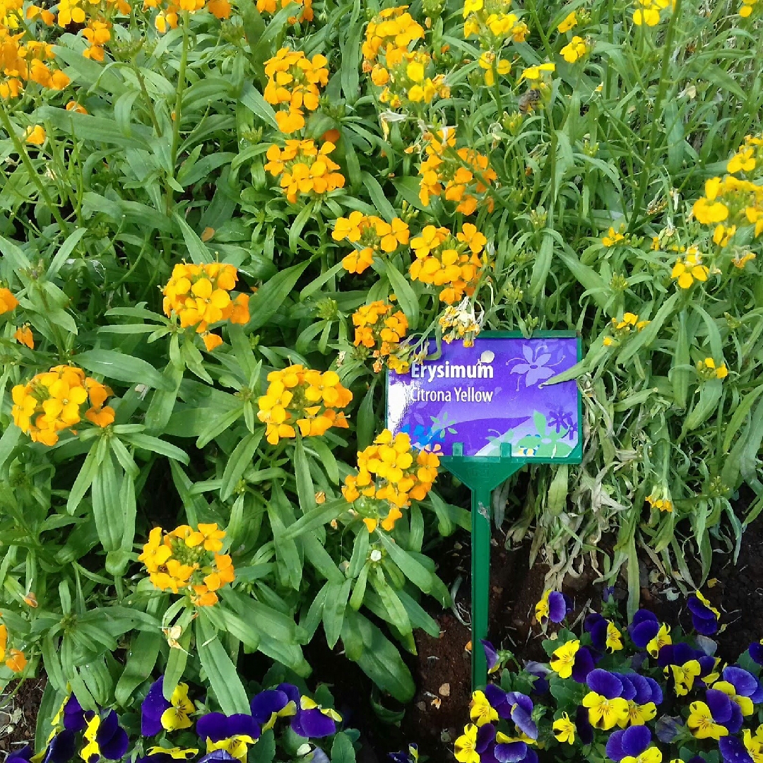 Wallflower Citrona Yellow in the GardenTags plant encyclopedia