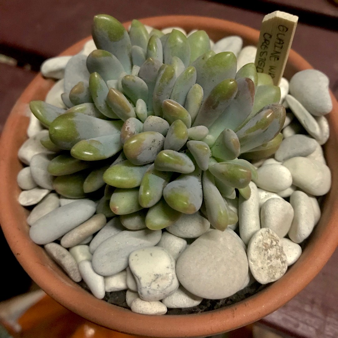 Pachyveria Elaine Crested Form in the GardenTags plant encyclopedia