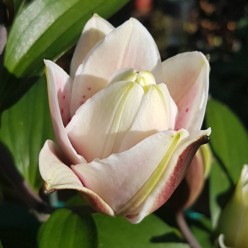 Lily Roselily Samantha (Oriental) in the GardenTags plant encyclopedia