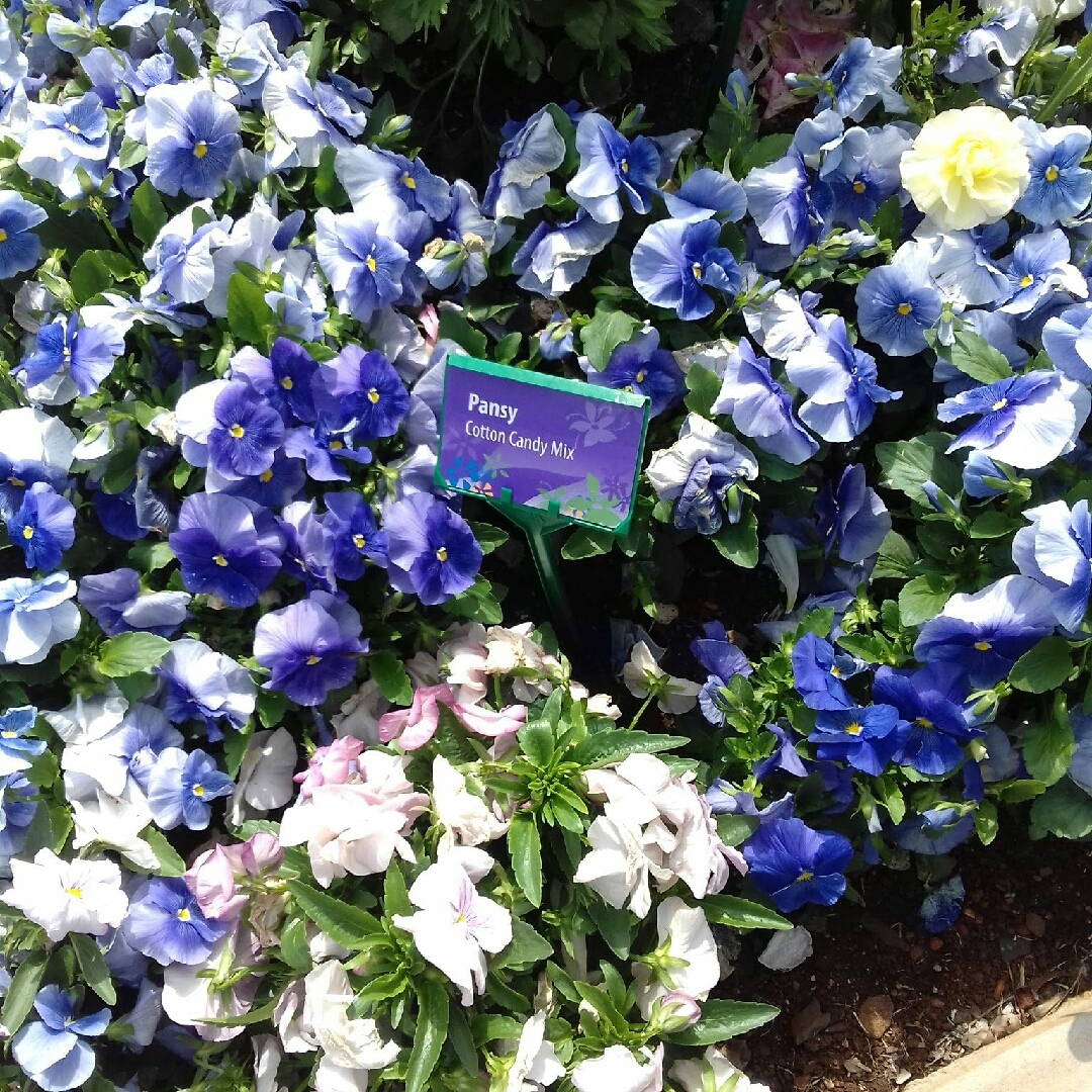 Pansy Cotton Candy Mix (Mix) in the GardenTags plant encyclopedia