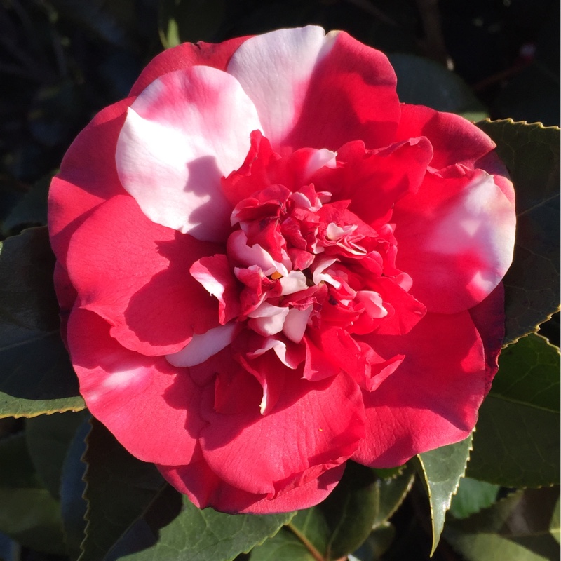 Camellia General Colletti in the GardenTags plant encyclopedia