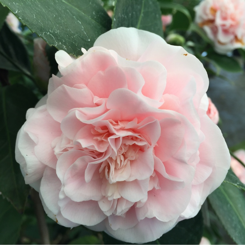 Camellia Debutante in the GardenTags plant encyclopedia