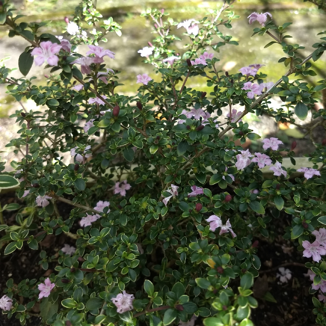 Falsa Érica in the GardenTags plant encyclopedia