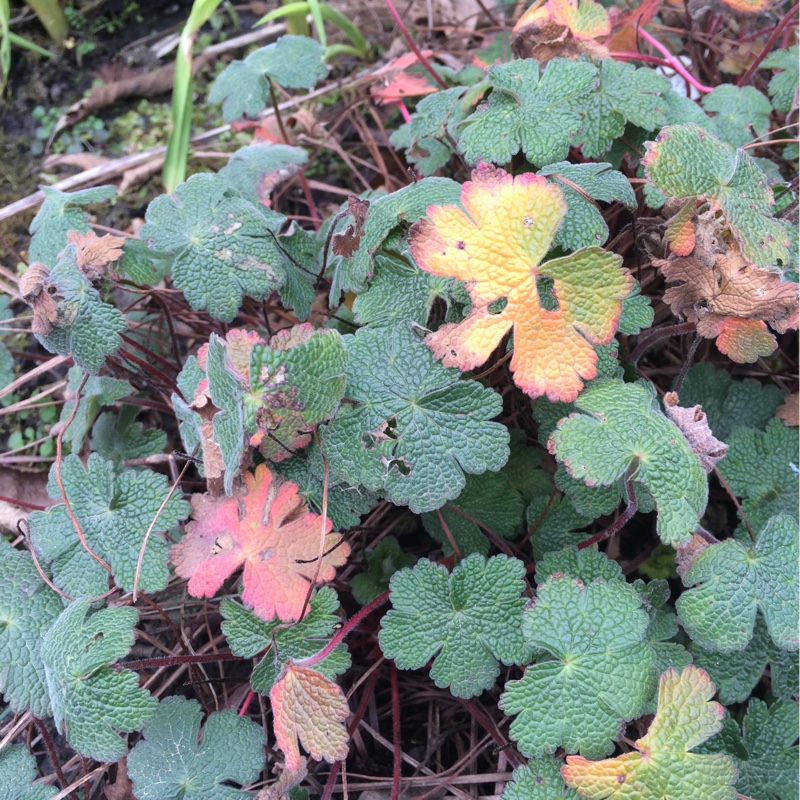 Cranesbill Stephanie in the GardenTags plant encyclopedia