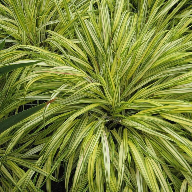 Japanese Forest Grass Alboaurea in the GardenTags plant encyclopedia