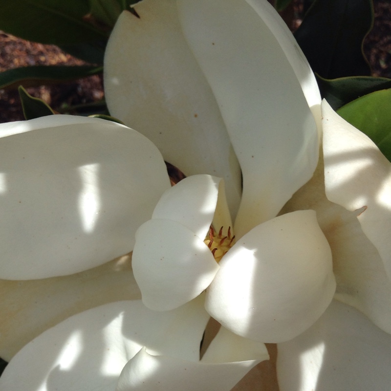 Magnolia Little Gem in the GardenTags plant encyclopedia