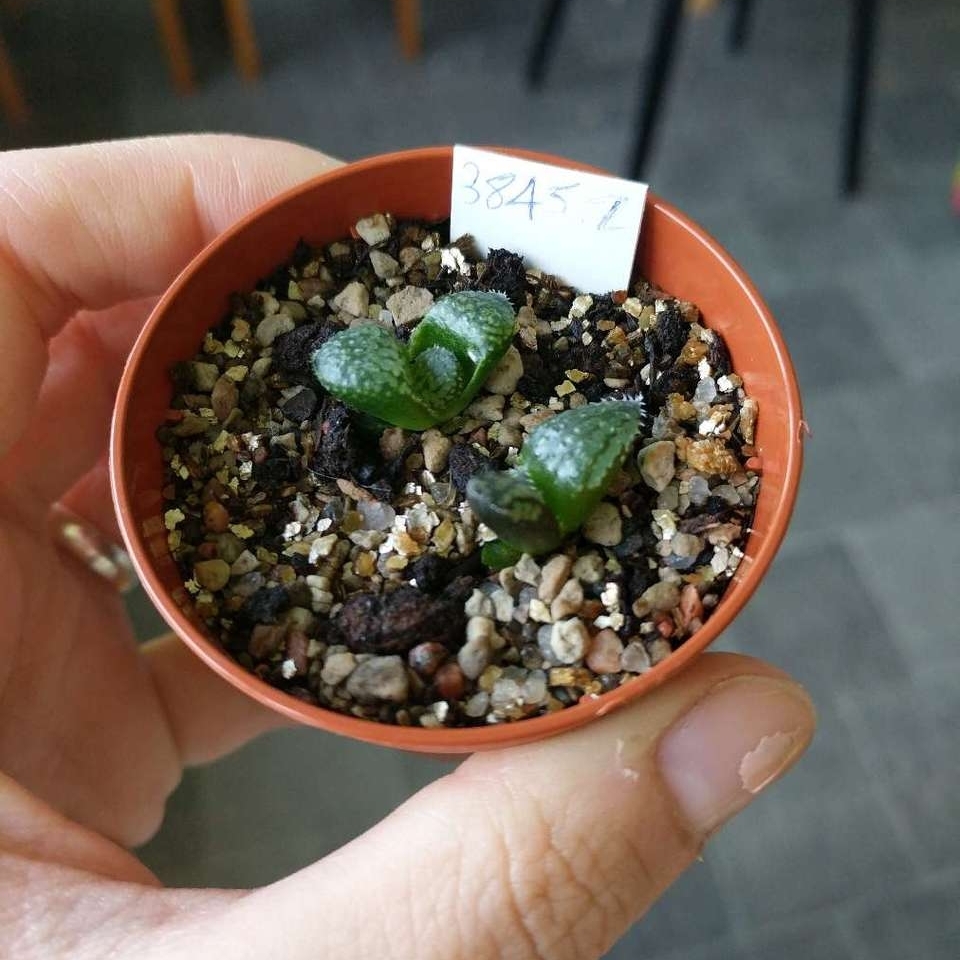 Haworthia Emelyae Picta in the GardenTags plant encyclopedia