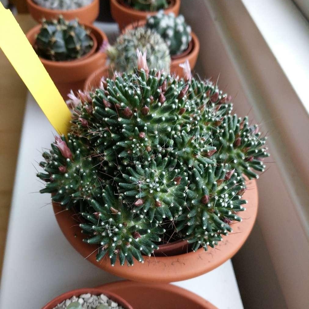 Mammillaria painteri in the GardenTags plant encyclopedia