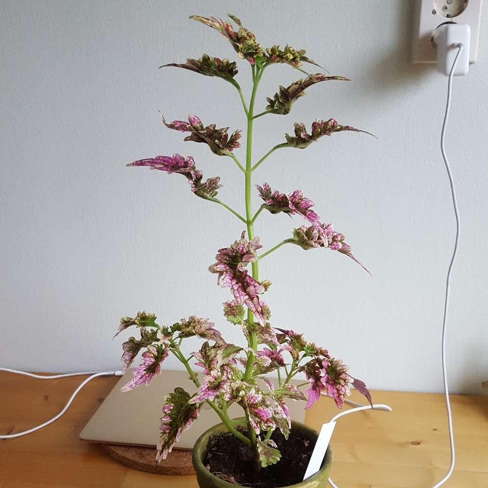 Coleus Gilda in the GardenTags plant encyclopedia