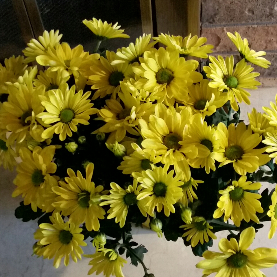 Chrysanthemum Chesapeake™ Yellow in the GardenTags plant encyclopedia