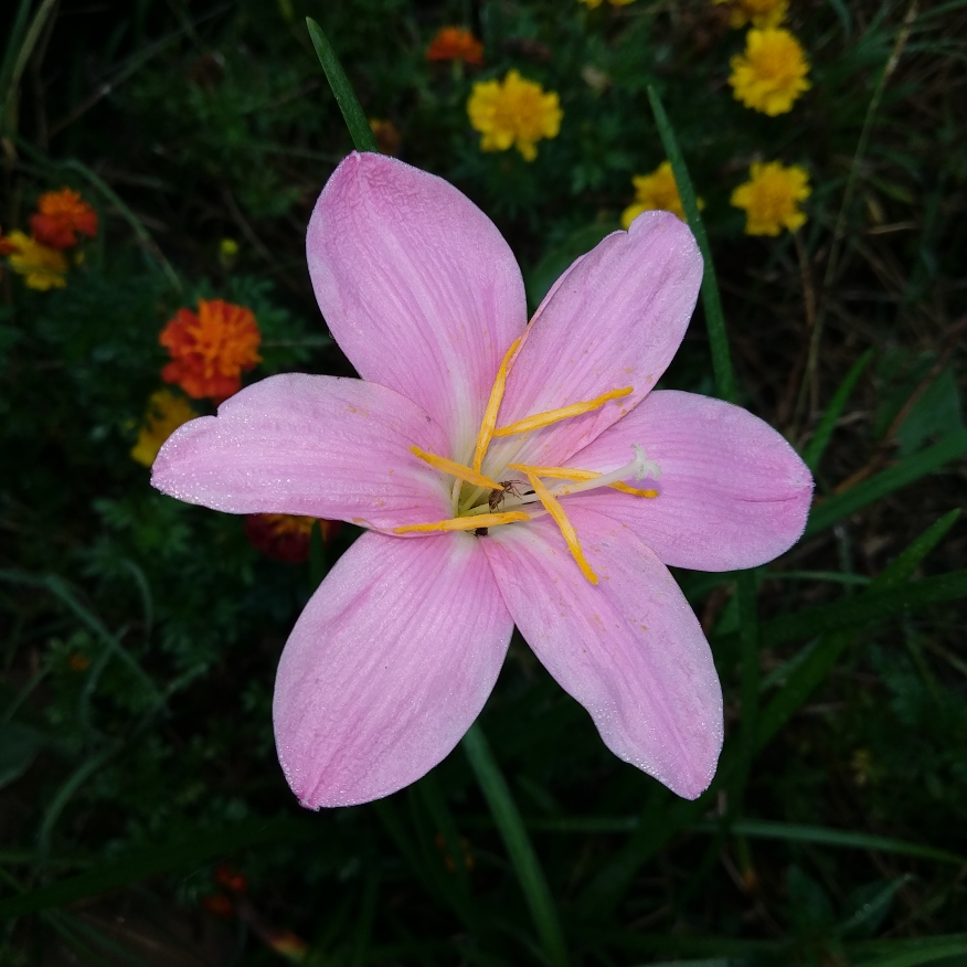 Pink Rain Lily in the GardenTags plant encyclopedia