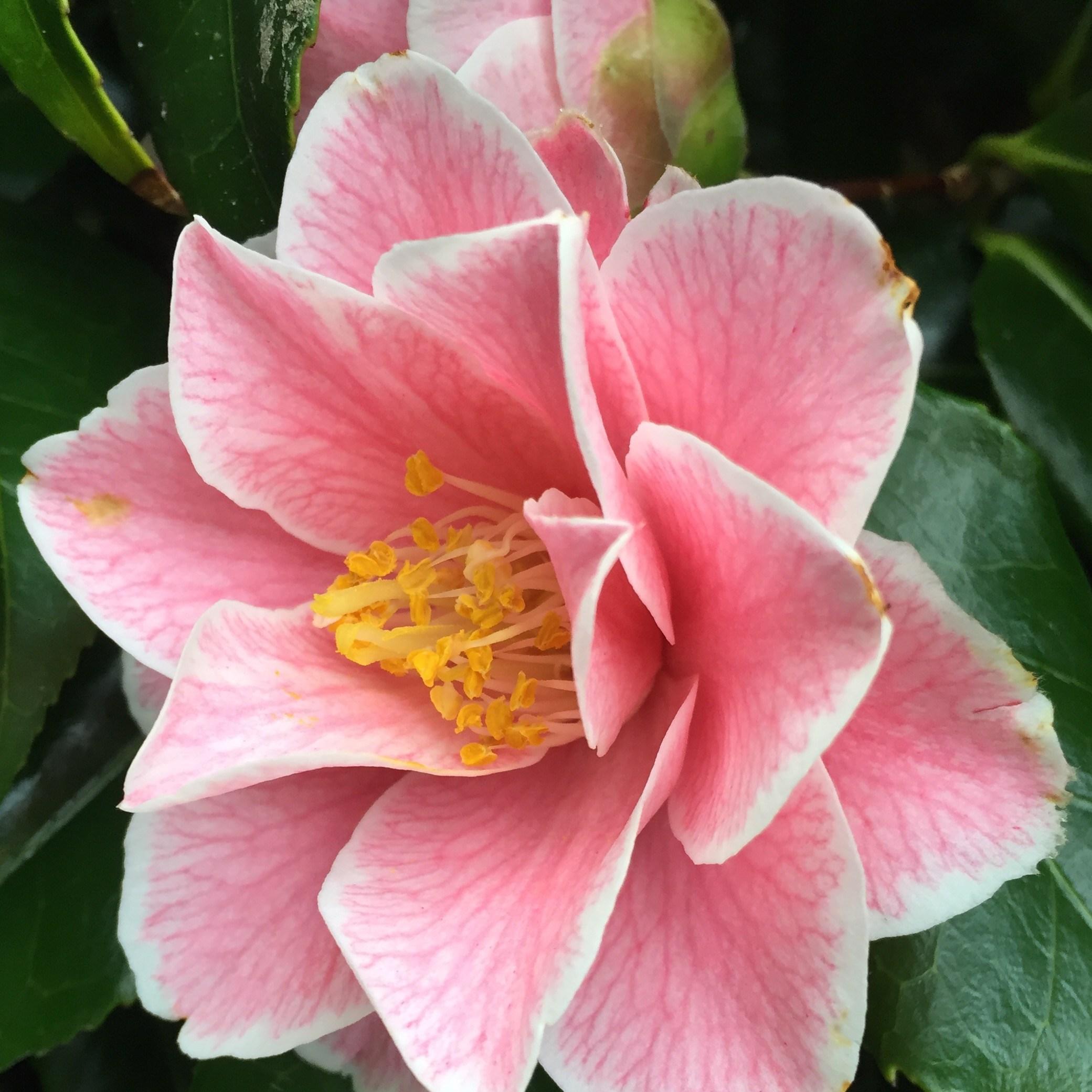 Camellia Lavinia Maggi in the GardenTags plant encyclopedia