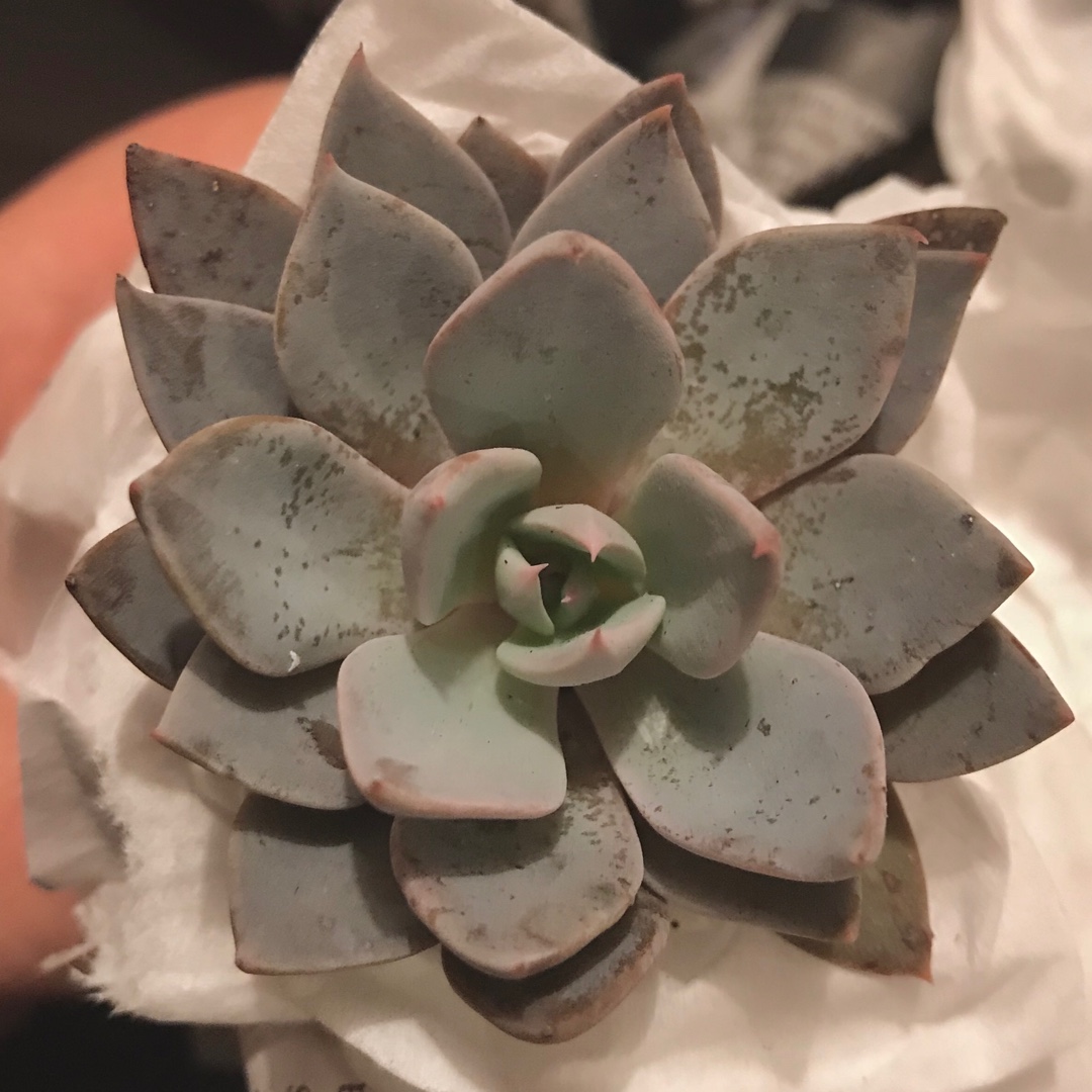 Graptopetalum Sugar Jelly in the GardenTags plant encyclopedia