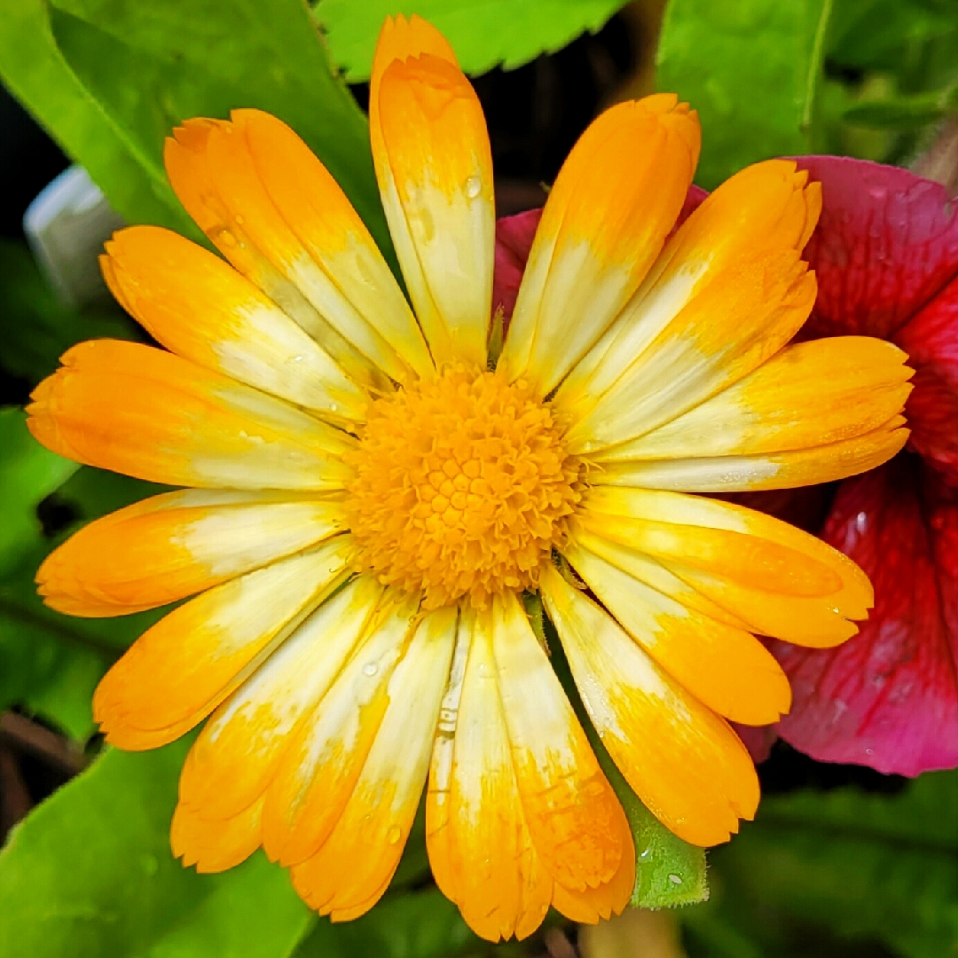 Pot Marigold Oopsy Daisy in the GardenTags plant encyclopedia