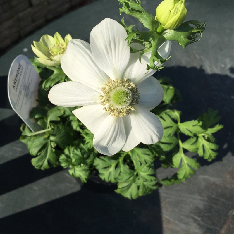 Poppy Flowered Anemone Harmony White in the GardenTags plant encyclopedia