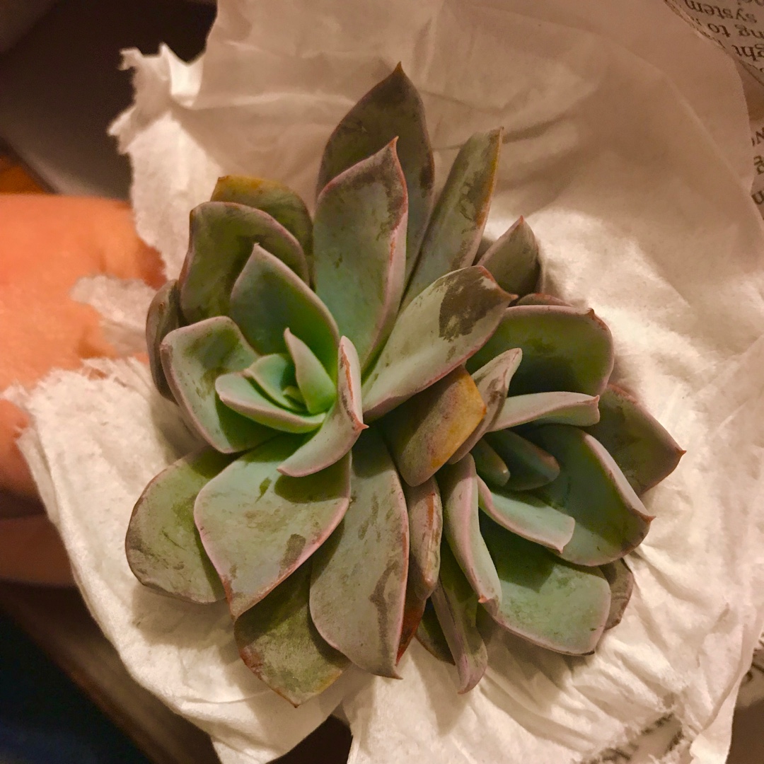 Echeveria Juniper in the GardenTags plant encyclopedia