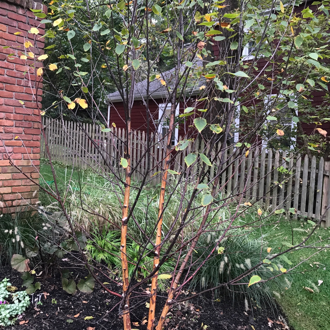 River Birch in the GardenTags plant encyclopedia