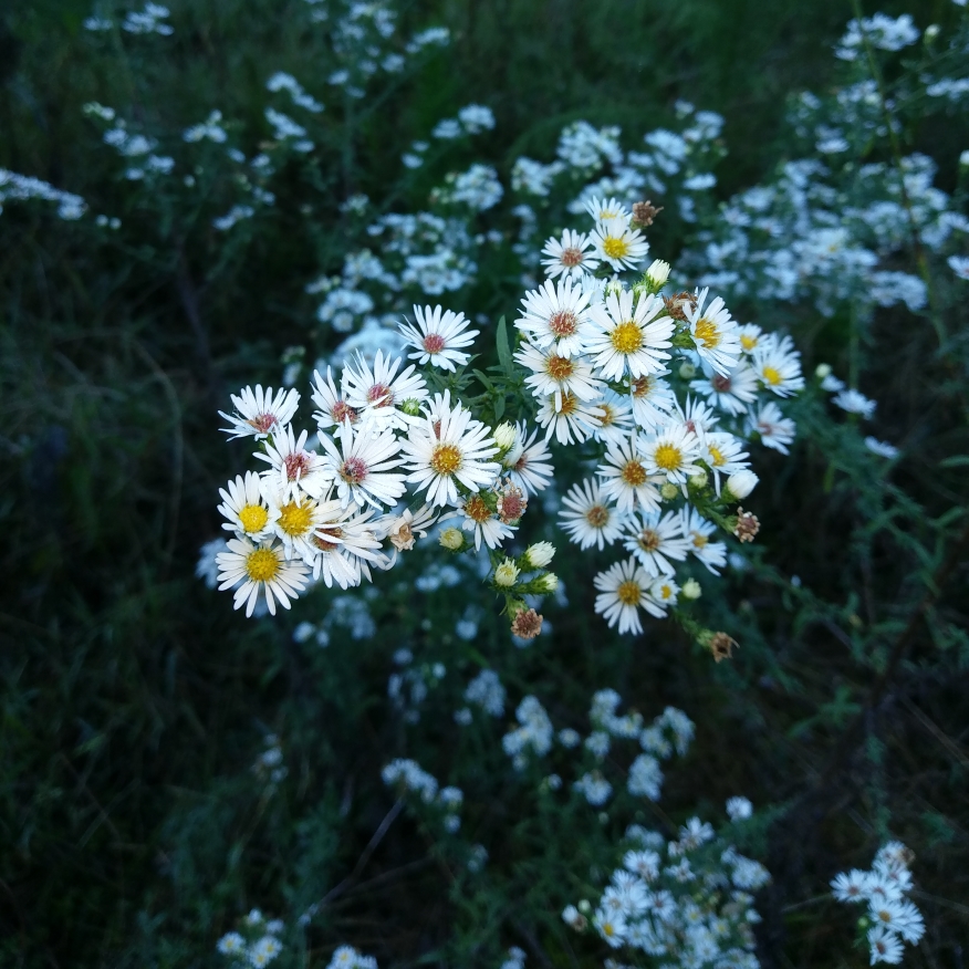 Heath Aster in the GardenTags plant encyclopedia